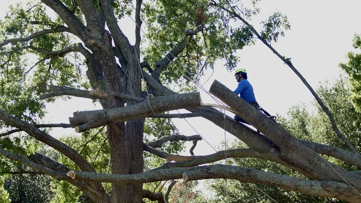 Professional Crown Thinning performed by certified arborists in Kent