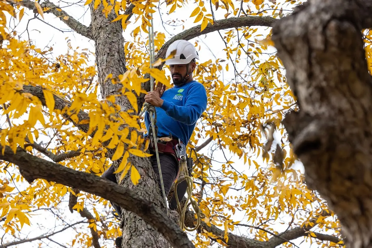 Skilled Emergency Tree Service crew working in Kent