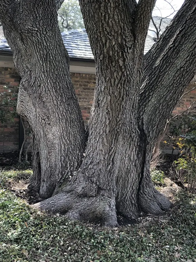 Mature heritage tree close to a Kent property cared for by certified arborists